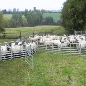 Farm Using And Sheep Raising Sheep Panel Fence Galvanized Steel Tube
