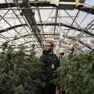 Experience Optimal Growth with 5M Greenhouse Light Deprivation and Automated