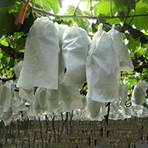 Nonwoven 1.6m 250GSM Netting Bags For Fruit Trees