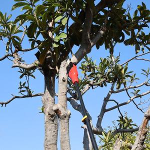 China Pole Saw 6-Inch Cordless 300cm Max Reach Electric Pole Saw For Tree Trimming on sale