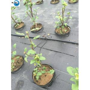 High Quality PP Woven Ground Cover /Weedmat /Weed Control Fabric /Silt Fence