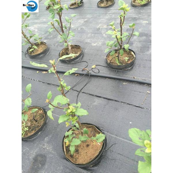 High Quality PP Woven Ground Cover /Weedmat /Weed Control Fabric /Silt Fence