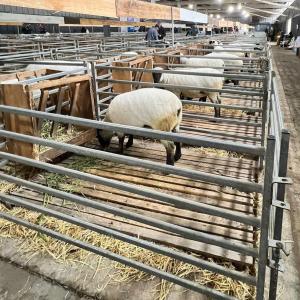 40x40mm Livestock Sheep Panel Fence Protective Sheep Goat Panels