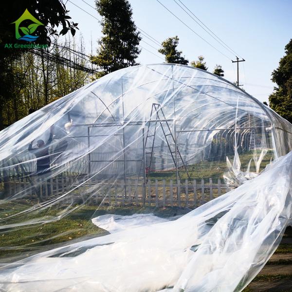 Quality Nursery Custom Plastic Film Agricultural Single Span Greenhouse For Tomato Growing wholesale