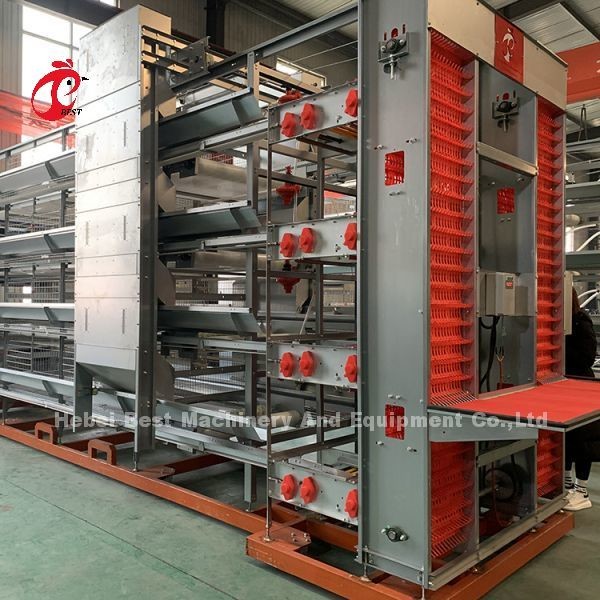 A Or H Type Automatic Chicken Cage Equipment Of Feeding Hopper Egg Collection