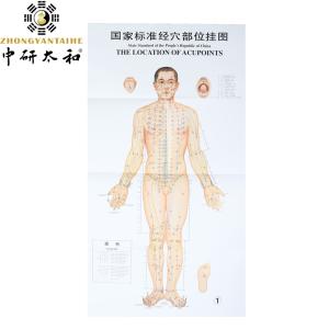 1.2*1.6m Acupuncture Culture 3pcs Per Set For Teaching Acupuncture Points