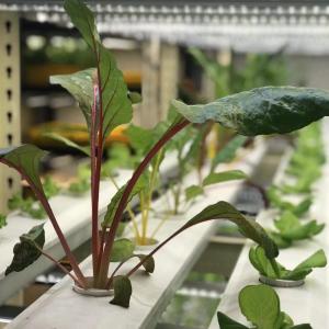 Transform Your Farming Operation with Leafy Veggies Reefer Container Greenhouse