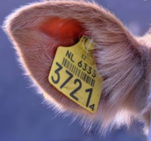 UHF RFID Cattle Tag With Encoding And Printing TPU Material