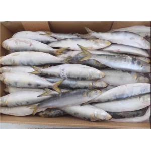 Sardinops Melanostictus Whole Round Fresh Frozen Fish For Canning