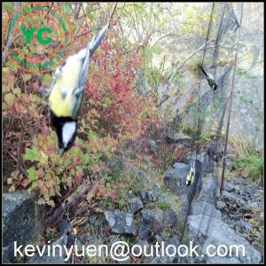 Cheap Anti-Bird Netting 6 x 16 Feet - Protect Fruit Trees, Garden - 2 x 5 Meters for sale