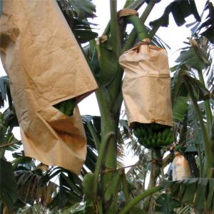 China Banana growing paper bag factory directly sale on sale