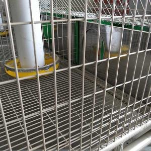 China Hot Dipped Galvanized 24 Cells Farm Rabbit Cage With Automatic Cleaning System on sale