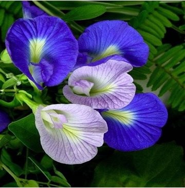 Quality Butterfly pea Extract, Butterfly pea Powder, Blue Powder, Chinese manufacturer, Shaanxi Yongyuan Bio-Tech wholesale
