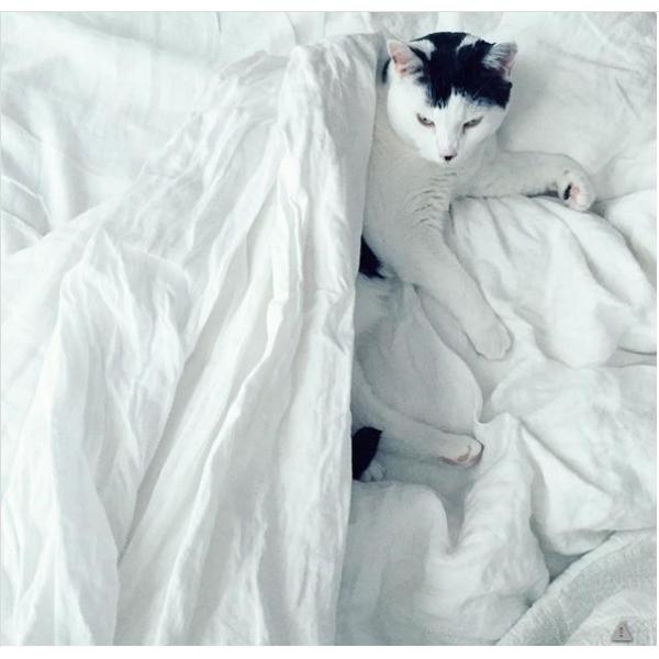 Quality Supply Goose down and duck down  King, Queen size Down Quilts, Duvets wholesale