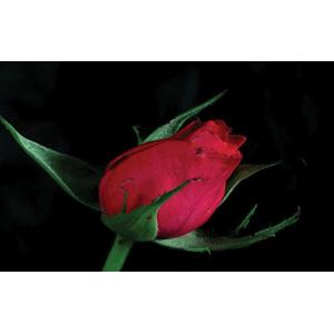 Personal Custom Design 3D Lenticular Card / Luggage Tag Plastic