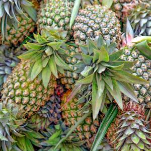 Fully Water Soluble Bromelaine Plus Biotics Enzyme Activity Customized