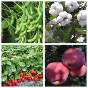 Seaweed Extract Enhanced Efficiency Fertilizers Promote Healthy Fruit And Seed