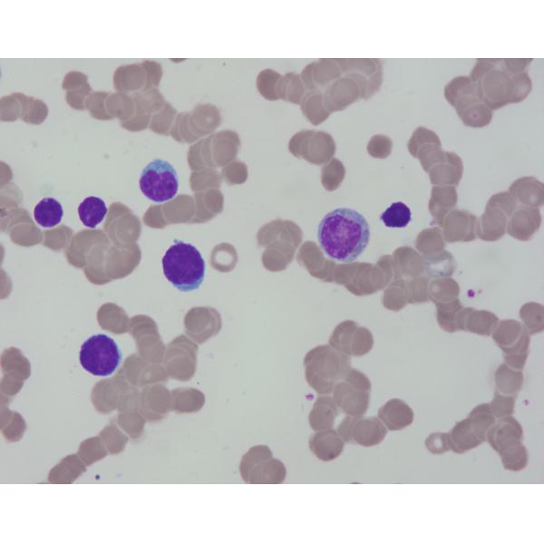 Wright Stain Solution Baso Clear Colourful Medical Stains For Healthcare Facility