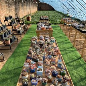 Multi-Span Sunlight Greenhouse The Ultimate Choice for Hydroponic Vegetable