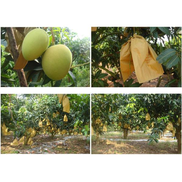 Mango protect paper bag