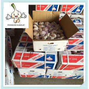 Cheap China Garlic Price from Garlic Factory 2016 Factory Sale 5.5 Garlic in bulk for sale