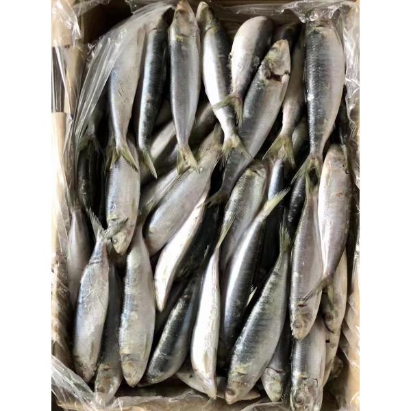 Quality Add Varies Mahi mahi Seafood to Your Restaurant's Menu for a Delicious and Healthy Option wholesale