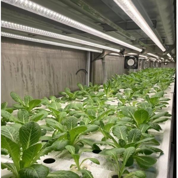 Quality 40hq Reefer Container Greenhouse for Leafy Vegetables Optimal Growing Environment wholesale