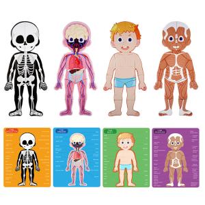 Human Body Anatomy Learning Magnetic Puzzle For Ages 3-8 Kids 48Pcs With Gift