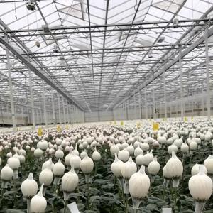 Greenhouse Hydroponics System with Customization and 100.000kg Package Gross