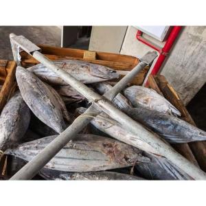 Purse Seine Catch 4kg Up Frozen Skipjack Whole Round Tuna Fish For Canned Use