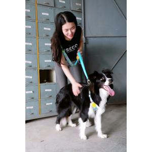 Handsfree Anti Pull Dog Leash For Running Heavy Chain Dog Leash 6ft With Foam