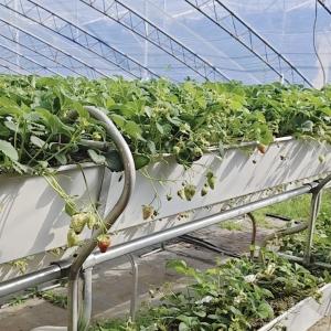 China Commercial Tomato Growing Sunlight Greenhouse With Shipping Cost And Design on sale