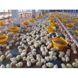 14 Grids Pan Chicken Feeding Line Automatic Poultry Feeders And Drinkers