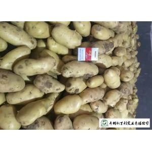 Cheap Nutritious Fresh Potato Stored In A Dry And Cool Place Prevent Germination for sale
