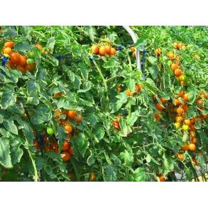 100% Natural 5%-40% lycopene tomato extract by HPLC with rich experience in EU