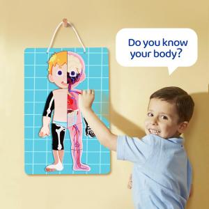 Human Body Anatomy Learning Magnetic Puzzle For Ages 3-8 Kids 48Pcs With Gift