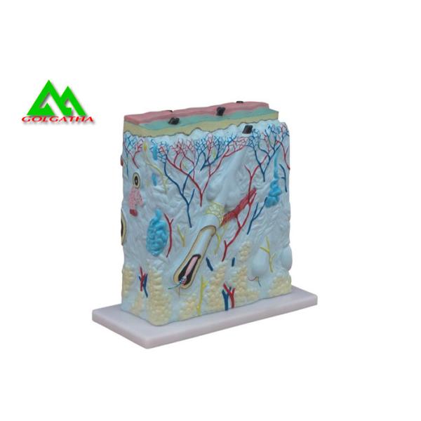 Quality Customized Handheld Skin Section Embryology Models For Facilitate Teaching wholesale