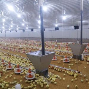 Long Lasting Meat Chicken Floor System with Corrosion Resistance / Plastic