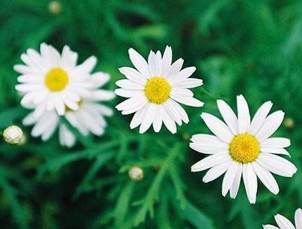 Hot Sale Natural Product Feverfew Flower P.e