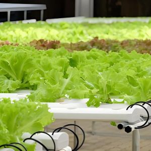 Steel Structure Vertical Farming Container Greenhouse with Multi-Span Hydroponic