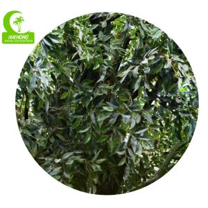 Easy To Care H400cm Lifelike Artificial Laurel Tree Anti Fading
