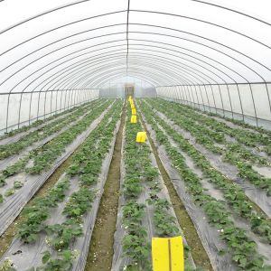 Cheap Sturdy 6x15m Tunnel Greenhouse With 1.5m Arch Distance For Crops for sale