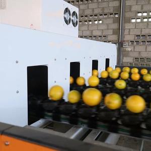 Cheap Efficiency Redefined Orange Sorting Machine With AI Deep Learning Technology for sale
