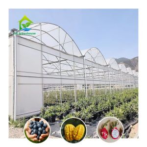 China Steel Tructure Large Tunnel Custom Multi-span Plastic Blueberry Growing Greenhouses for Stable Structure on sale