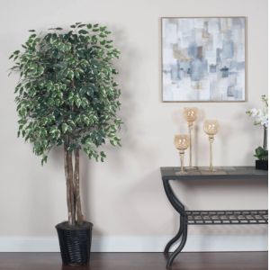 175cm Natural Trunk Artificial Variegated Ficus Tree