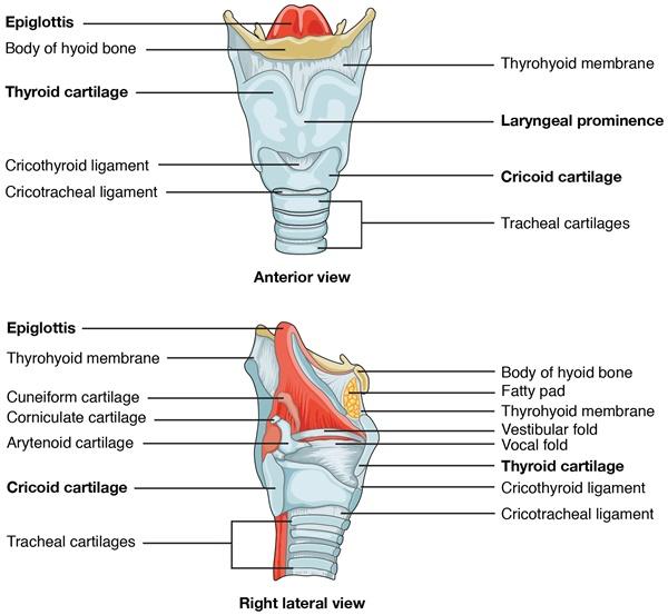 PLA403 Plasma Probe Used for Laryngeal Tumor Resection and Papilloma Resection
