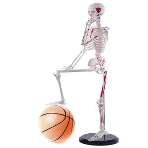 Full Body 85cm Small Human Skeleton Model With Painted Muscles
