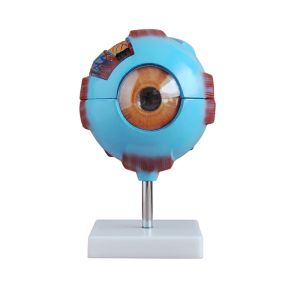 Cheap Medical Anatomy Model Plastic Simulation Human Eye Model For Ophthalmology Teaching for sale
