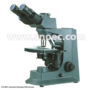 WF10x/18mm 40X 1000X Quadruple Nosepiece Learning Compound Optical Microscope