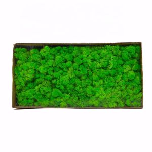 Decorative Preserved Natural Moss Perfect Nature Touch With No Maintenance